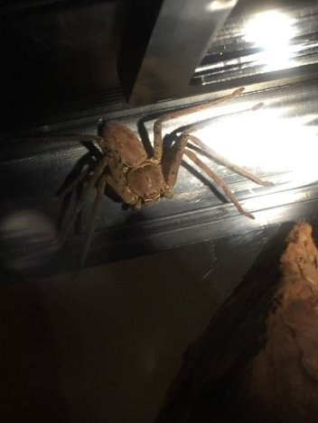 Calmly waiting by the window sill - Handout photo from the Dauphine