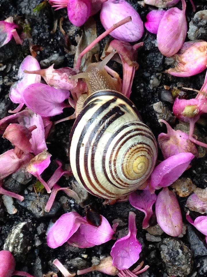 snail after the rain