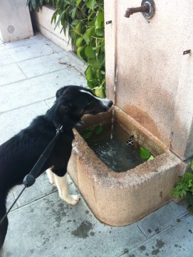 Dog staying hydrated thanks to the many water fountains in Geneva.