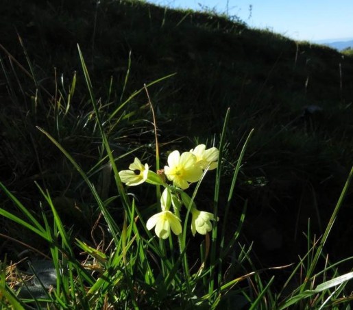 Flowers in bloom in winter in Switzerland, photo Magrit Wolf