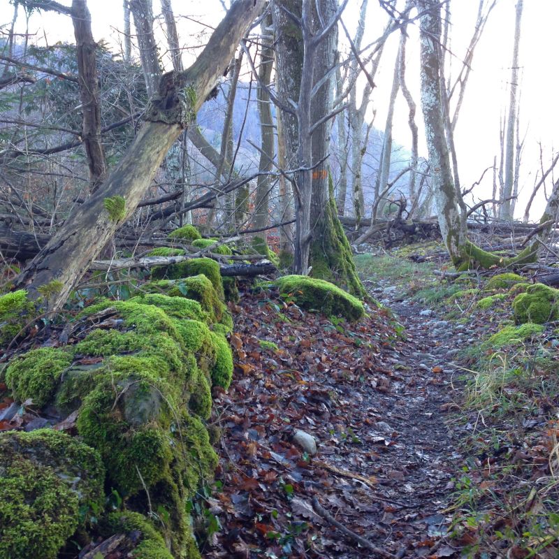 Thollon France Dec 20157