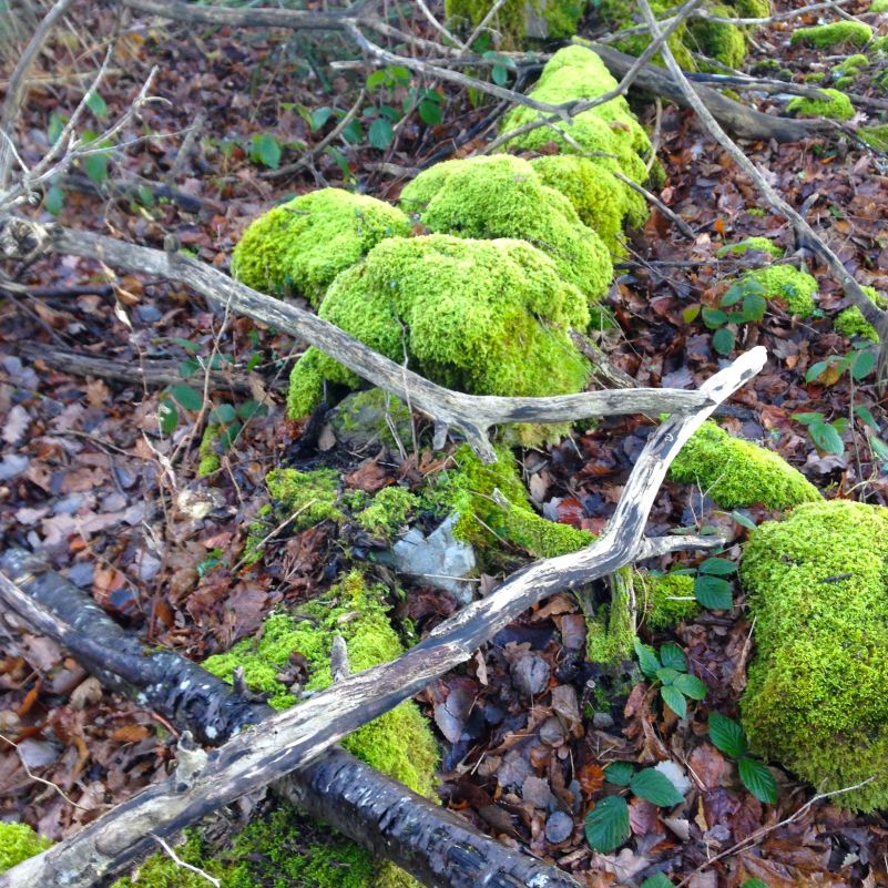 Thollon France Dec 20158